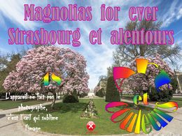 diaporama pps Art et couleurs 48 – Magnolias for ever