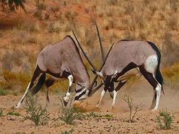 diaporama pps Faune d’Afrique – Oryx