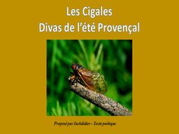 diaporama pps Les cigales divas de l’été provençal