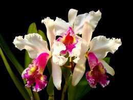 diaporama pps Mauro rosim orchid photography