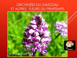 diaporama pps Orchidées du Sundgau