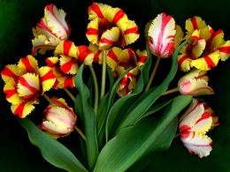 diaporama pps Parrot tulips