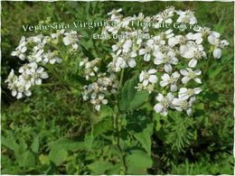 diaporama pps Verbesina Virginica – États-Unis