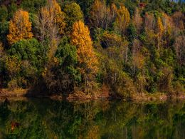 diaporama pps Arbres