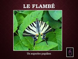 diaporama pps Le flambé un superbe papillon