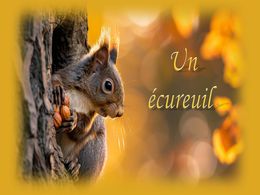 diaporama pps Un écureuil