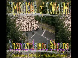 Tradition of Romania Shepherds and Sheeps
