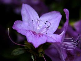 diaporama pps Azalea