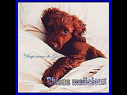 diaporama pps Chiens malicieux