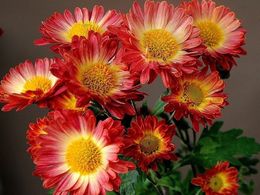 diaporama pps Chrysanthemum
