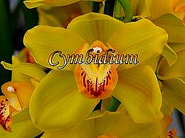 diaporama pps Cymbidium