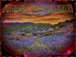 diaporama pps Inégalable beauté des fleurs