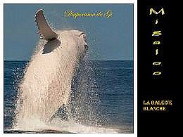 diaporama pps La baleine blanche