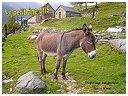 diaporama pps Le petit âne gris