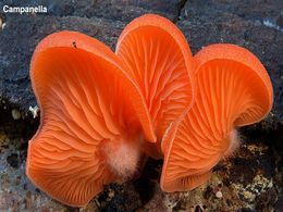 diaporama pps Les champignons magiques