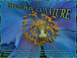 diaporama pps Les couleurs de la nature