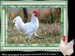diaporama pps Pourquoi le poulet traversa t’il la route