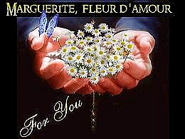 diaporama pps Marguerite fleur d’amour