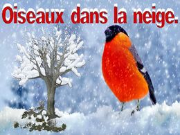 diaporama pps Oiseaux dans la neige