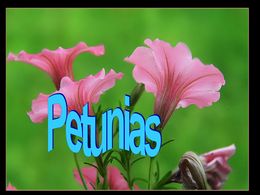 diaporama pps Petunias