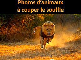 diaporama pps Photos d’animaux à couper le souffle