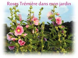 diaporama pps Roses Trémières dans mon jardin