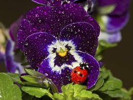 diaporama pps Vive le printemps