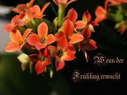 diaporama pps Wenn der Frühling erwacht