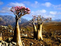 diaporama pps Adenium Obesum