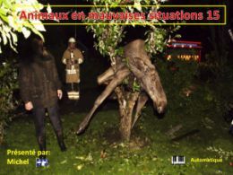 diaporama pps Animaux en mauvaises situations 15