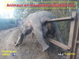diaporama pps Animaux en mauvaises situations 16