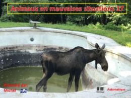 diaporama pps Animaux en mauvaises situations 17