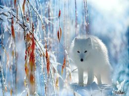 diaporama pps Animaux et neige bis