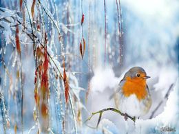 diaporama pps Animaux et neige