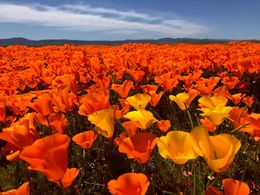 diaporama pps Antelope valley California poppy reserve – USA