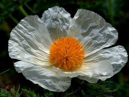 diaporama pps Argemone albiflora