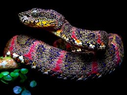 diaporama pps Bothriechis