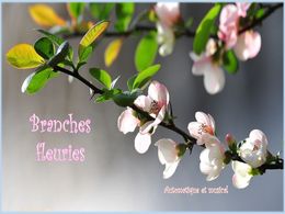 diaporama pps Branches fleuries
