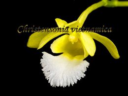 diaporama pps Christensonia vietnamica