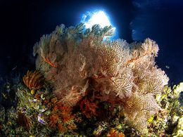 diaporama pps Coral marino