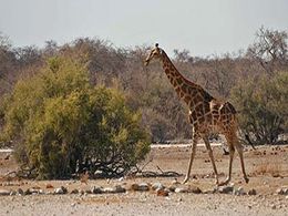 diaporama pps Faune d’Afrique – Girafe