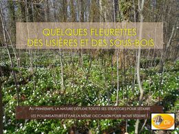 diaporama pps Fleurettes des lisières et sous bois