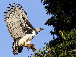 diaporama pps Harpia