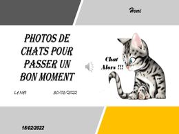 diaporama pps Photos de chats – Un bon moment !