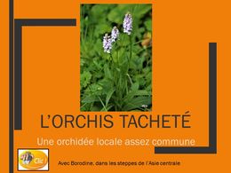 diaporama pps L’orchis tacheté