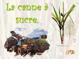 diaporama pps La canne à sucre