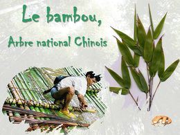 diaporama pps Le bambou