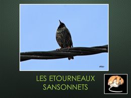 diaporama pps Les étourneaux sansonnets