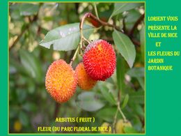 diaporama pps Nice et son jardin botanique