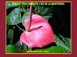diaporama pps La Martinique